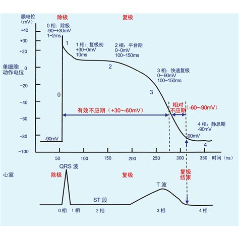 不應期|不应期